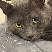 Ozzy is registered to the contest to win money with this photo: cat, gray_cat, close_up, yellow_eyes, resting, fur, pet, animal, indoor, quilted_surface, face, whiskers, ears, cute, calm, domestic_cat, mammal, portrait, sleepy, feline