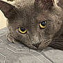 cat, gray_cat, close_up, yellow_eyes, resting, fur, pet, animal, indoor, quilted_surface, face, whiskers, ears, cute, calm, domestic_cat, mammal, portrait, sleepy, feline