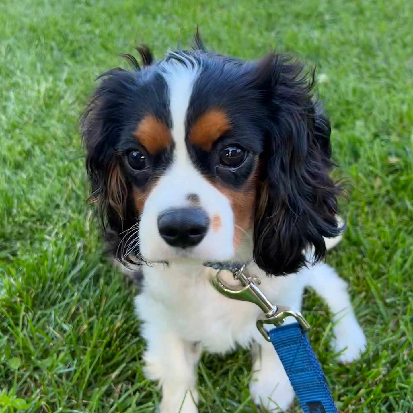 Bruno joined the competition — help win amazing prizes! accessories, animal, canine, cockerspaniel, dog, field, grass, grassland, hound, lawn, leash, nature, outdoors, papillon, pet, plant, puppy, racket, snout, strap