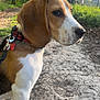 Booba participe au concours pour gagner de l'argent avec cette photo : dog, beagle, puppy, outdoor, nature, path, dirt, greenery, trees, sunlight, collar, pet, animal, canine, side_view, forest, leash, young_dog, looking_away, daylight