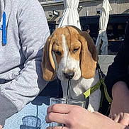 Booba a rejoint le concours — aidez-le/la à gagner de superbes lots ! beagle, puppy, dog, glass, straw, green_drink, hand, person, ring, hoodie, jeans, outdoor, sunlight, umbrella, table, leash, casual_clothing, drinking, pet, curious