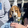 beagle, puppy, dog, glass, straw, green_drink, hand, person, ring, hoodie, jeans, outdoor, sunlight, umbrella, table, leash, casual_clothing, drinking, pet, curious