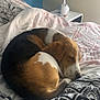 Booba a rejoint le concours — aidez-le/la à gagner de superbes lots ! dog, beagle, sleeping, bed, blanket, indoor, pet, cozy, resting, fur, tricolor, side_table, lamp, patterned_bedspread, animal, peaceful, curled_up, domestic, cute, relaxing