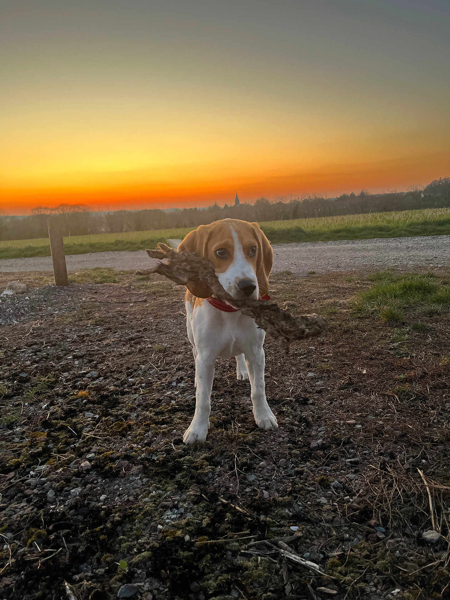 Booba participe au concours pour gagner de l'argent avec cette photo : dog, beagle, sunset, outdoor, grass, stick, animal, pet, nature, field, sky, collar, ground, playful, canine, walking, evening, rural, cute, adventure