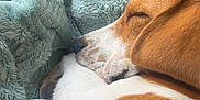 Booba a rejoint le concours — aidez-le/la à gagner de superbes lots ! dog, sleeping, blanket, cozy, fur, rest, pet, indoor, close_up, brown, white, black, soft_texture, relaxation, comfortable, cute, animal, snuggle, companion, peaceful