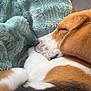 dog, sleeping, blanket, cozy, fur, rest, pet, indoor, close_up, brown, white, black, soft_texture, relaxation, comfortable, cute, animal, snuggle, companion, peaceful