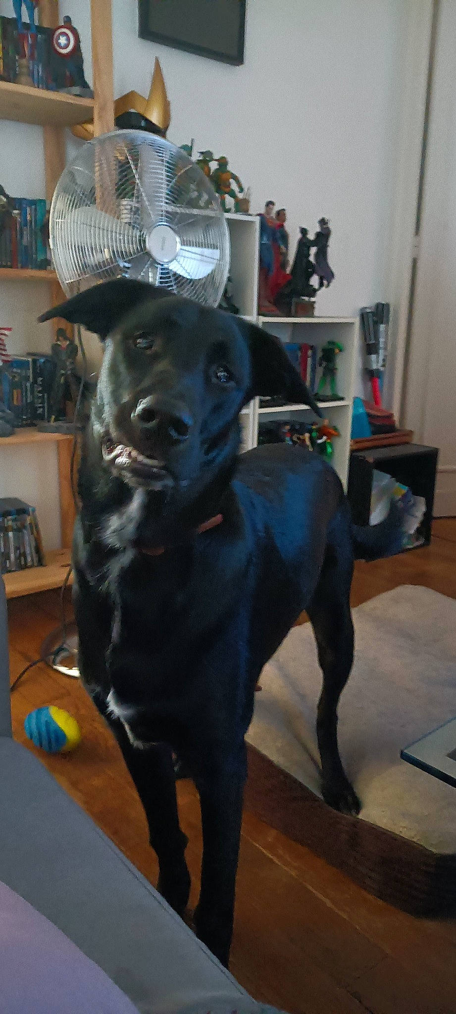 Moana a rejoint le concours — aidez-le/la à gagner de superbes lots ! bookcase, borador, canidae, carnivore, collar, companion_dog, dog, dog_breed, dog_collar, fawn, floor, flooring, fur, personal_protective_equipment, picture_frame, shelf, shelving, snout, whiskers, working_animal