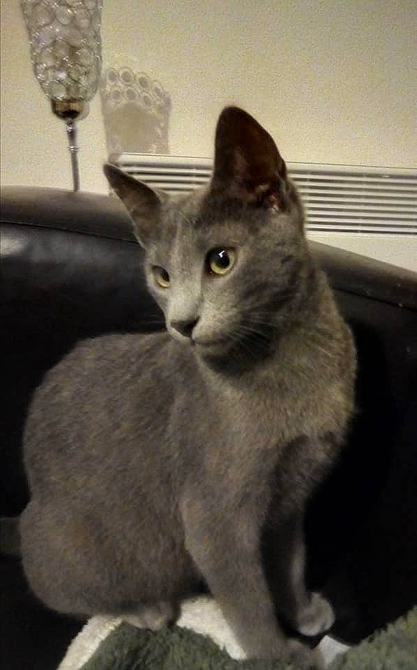 Ramses participe au concours pour gagner de l'argent avec cette photo : abyssinian, asian, black_and_white, british_shorthair, burmese, carnivore, cat, chartreux, domestic_short_haired_cat, felidae, german_rex, kitten, korat, mammal, nebelung, oriental_shorthair, russian_blue, small_to_medium_sized_cats, vertebrate, whiskers