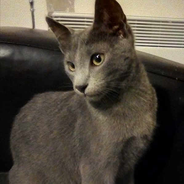Ramses