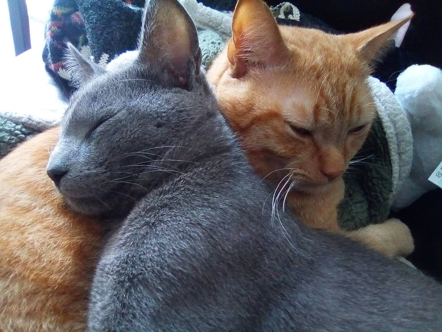 Ramses a rejoint le concours — aidez-le/la à gagner de superbes lots ! asian, burmese, carnivore, cat, chartreux, devon_rex, domestic_short_haired_cat, fawn, felidae, german_rex, kitten, korat, mammal, oriental_longhair, oriental_shorthair, russian_blue, small_to_medium_sized_cats, snout, vertebrate, whiskers