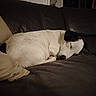 animal, black, brown, calm, comfort, couch, cozy, dog, fur, home, house, indoor, leather, pet, pillow, quiet, relaxed, resting, sleeping, white
