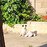 animal, background, calm, concrete, daylight, dog, garden, greenery, nature, outdoor, peaceful, pet, plant, plush_toy, resting, shadow, small_dog, sunlight, texture, wall