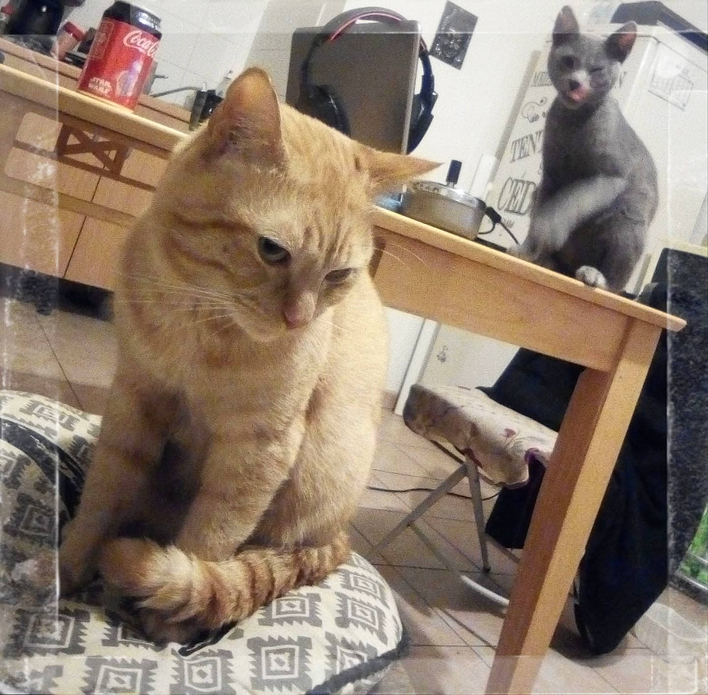 Esteban participe au concours pour gagner de l'argent avec cette photo : asian, british_shorthair, burmilla, carnivore, cat, claw, domestic_short_haired_cat, european_shorthair, fawn, felidae, german_rex, kitten, mammal, small_to_medium_sized_cats, tail, tonkinese, whiskers