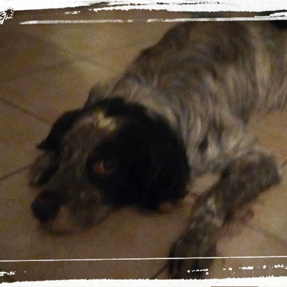 Budy