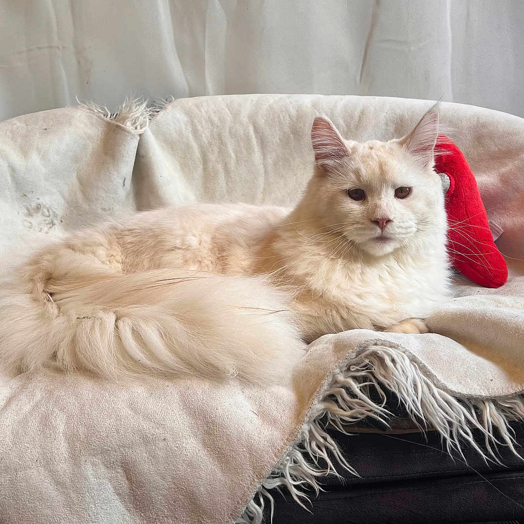 Loki a rejoint le concours — aidez-le/la à gagner de superbes lots ! angora, animal, blanket, canine, cat, couch, cushion, dog, dogbed, furniture, homedecor, kitten, manx, pet, pillow, siamese