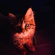 Obi joined the competition — help win amazing prizes! cat, kitten, pet, whiskers, fur, eyes, ears, paws, portrait, closeup, low_light, dramatic_lighting, pink_light, orange_light, indoor, bed, bedding, dark_background, soft_texture, curiosity