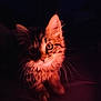 cat, kitten, pet, whiskers, fur, eyes, ears, paws, portrait, closeup, low_light, dramatic_lighting, pink_light, orange_light, indoor, bed, bedding, dark_background, soft_texture, curiosity