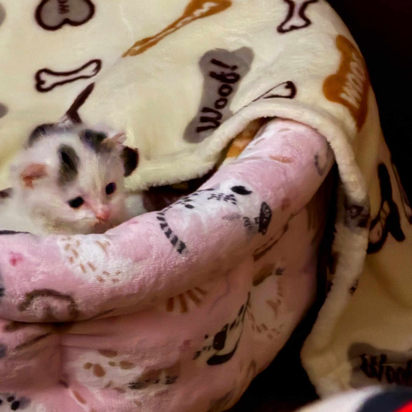 Faith is registered to the contest to win money with this photo: animal, blanket, bones, cat, comfort, cozy, cream, cute, domestic_animal, fur, indoor, kitten, pattern, pet_bed, pink, resting, small, soft, warm, young