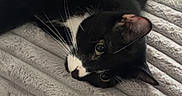Skyler joined the competition — help win amazing prizes! animal, bed, black_and_white, blanket, cat, comfort, cozy, cute, eyes, feline, fur, indoor, lying_down, pet, relaxed, resting, soft, texture, tuxedo_cat, whiskers