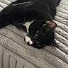 cat, tuxedo_cat, black_and_white, pet, animal, feline, lying_down, blanket, cozy, indoor, resting, whiskers, fur, cute, relaxed, bed, texture, soft, eyes, comfort