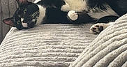 Skyler is registered to the contest to win money with this photo: cat, black_and_white, lounging, couch, plush, cozy, relaxed, indoor, pet, feline, fur, whiskers, paw, home, comfort, texture, striped_couch, resting, animal, domestic