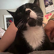 Skyler is registered to the contest to win money with this photo: cat, tuxedo_cat, black_and_white, pet, indoor, feline, paw, whiskers, person_arm, calendar, sticky_notes, soft_surface, relaxed, curious, close_up, domestic_animal, home, fur, resting, animal