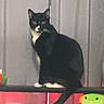 Skyler is registered to the contest to win money with this photo: cat, tuxedo_cat, sitting, shelf, curtain, indoor, pet, feline, black_and_white, tail, plush_toy, green_toy, red_light, cord, looking, alert, animal, home, furniture, background