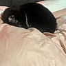 Skyler is registered to the contest to win money with this photo: black_cat, cat, sleeping, curled_up, pet, animal, feline, fur, whiskers, bed, blanket, soft, cozy, indoor, resting, cute, domestic_animal, quiet, relaxed, comfort