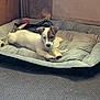 puppy, dog, dog_bed, toy, indoor, carpet, wooden_wall, pet, animal, resting, cute, small_dog, brown_and_white, pet_bed, cozy, young_dog, comfort, home, relaxing, canine