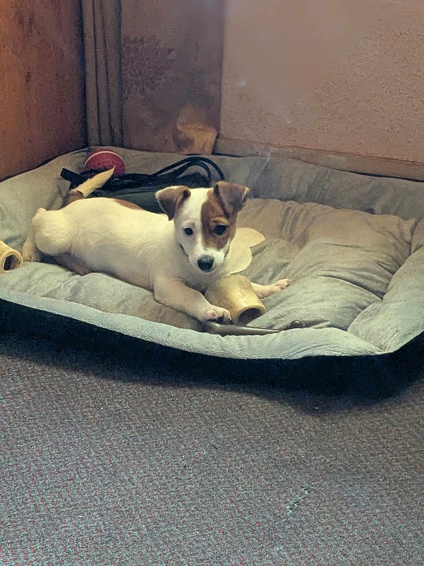 Rascal joined the competition — help win amazing prizes! puppy, dog, dog_bed, toy, indoor, carpet, wooden_wall, pet, animal, resting, cute, small_dog, brown_and_white, pet_bed, cozy, young_dog, comfort, home, relaxing, canine