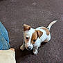 Rascal joined the competition — help win amazing prizes! animal, brown_and_white, carpet, cozy, curious, cute, dog, domestic, ears, floor, fur, indoor, looking_up, pet, puppy, sitting, small_dog, tail, whiskers, young_dog