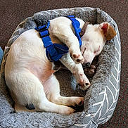 Rascal joined the competition — help win amazing prizes! animal, bed, brown_ear, canine, carpet, cozy, cute, dog, domestic_animal, furry, harness, indoor, pet, puppy, relaxed, resting, sleep, sleeping, small_dog, white_fur
