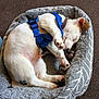 animal, bed, brown_ear, canine, carpet, cozy, cute, dog, domestic_animal, furry, harness, indoor, pet, puppy, relaxed, resting, sleep, sleeping, small_dog, white_fur