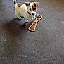 Rascal is registered to the contest to win money with this photo: animal, brown, carpet, collar, curious, cute, dog, ears, floor, indoor, looking_up, paw, pet, playful, puppy, small, standing, toy, white, young