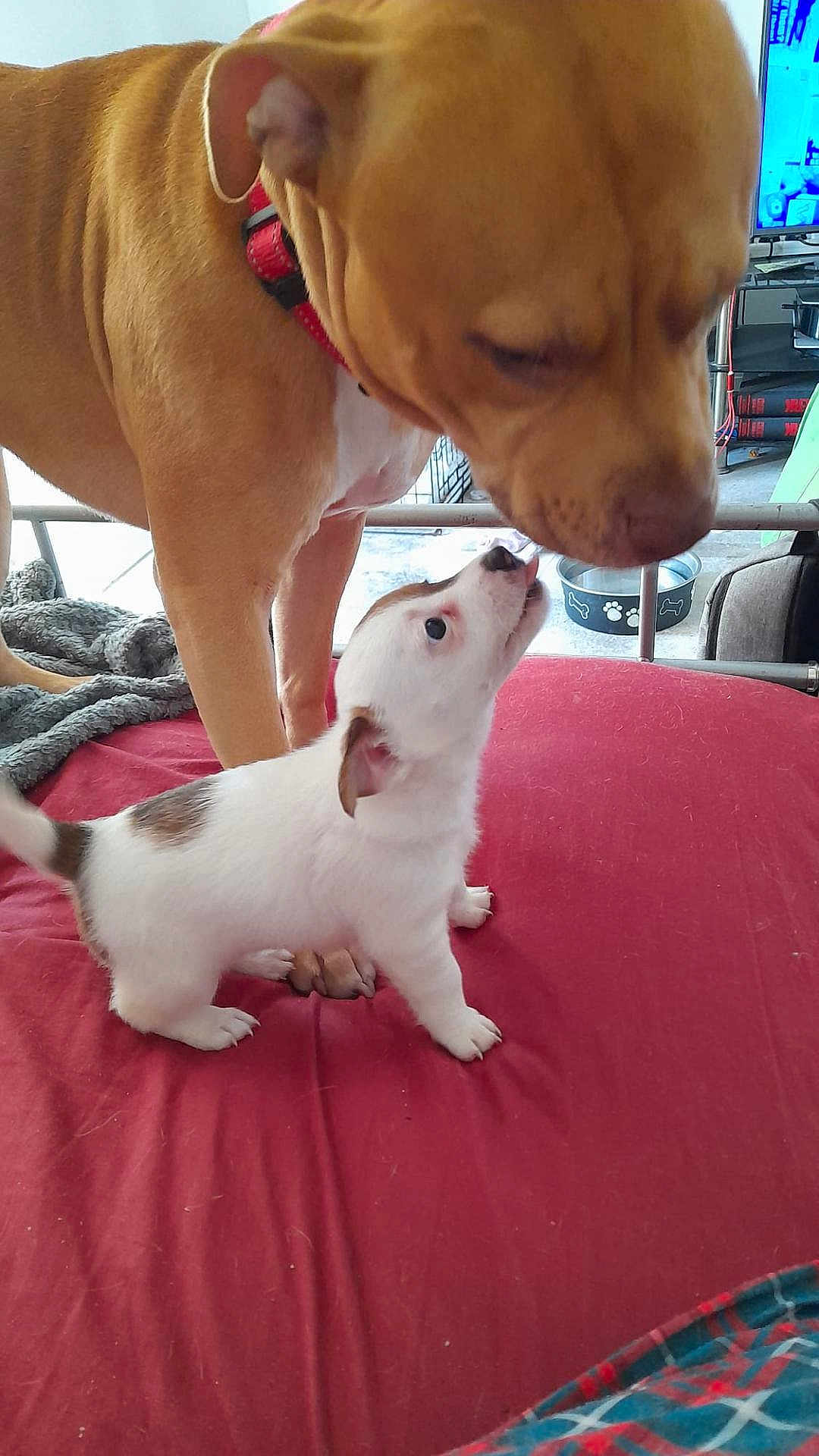 Rascal