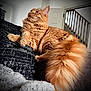 animal, cat, closeup, cozy, cushion, domestic_cat, door, fluffy, fur, furniture, house, indoor, looking_away, orange_cat, pet, portrait, relaxed, staircase, tail, whiskers