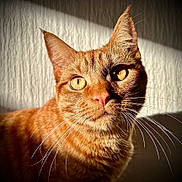 Bubbles is registered to the contest to win money with this photo: animal, cat, close_up, curious, cute, domestic_cat, face, feline, fur, ginger_cat, golden_eyes, indoor, mammal, pet, portrait, shadow, sunlight, texture, warm_light, whiskers