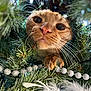 Bubbles joined the competition — help win amazing prizes! animal, cat, christmas_tree, claws, close_up, curious, cute, festive, fur, greenery, holiday_decorations, indoor, lights, nature, ornaments, pet, pine_needles, pink_nose, silver_beads, whiskers