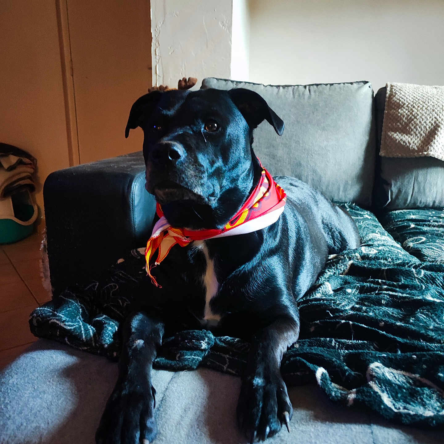 Nanou a rejoint le concours — aidez-le/la à gagner de superbes lots ! dog, black_dog, bandana, couch, blanket, indoor, pet, animal, relaxed, fur, paw, snout, ears, home, furniture, portrait, canine, resting, companion, cozy