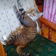 Rosie is registered to the contest to win money with this photo: cat, tabby_cat, chair, cushion, wooden_armrest, indoor, pet, feline, looking_back, curious, striped_fur, pink_curtain, vintage_furniture, relaxing, seated, cozy, domestic_animal, home, furniture, text_overlay