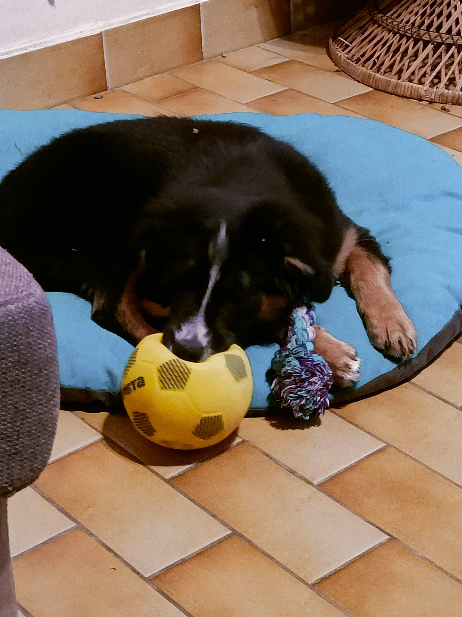 Bernie participe au concours pour gagner de l'argent avec cette photo : ball, canidae, carnivore, comfort, companion_dog, dog, dog_breed, dog_supply, flooring, football, hardwood, liver, personal_protective_equipment, snout, soccer_ball, sporting_group, sports_equipment, tail, terrestrial_animal, working_animal