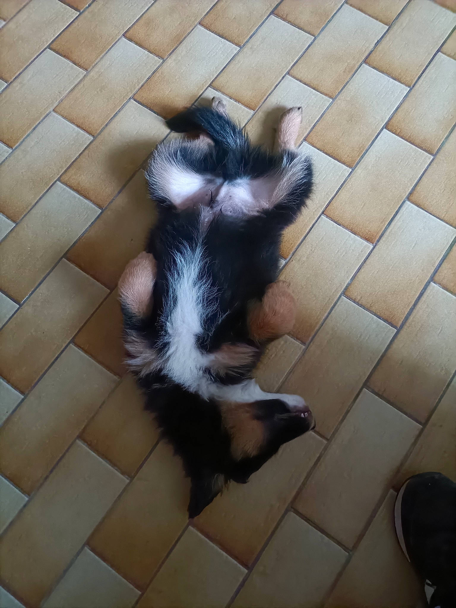 Bernie a rejoint le concours — aidez-le/la à gagner de superbes lots ! carnivore, claw, companion_dog, dog_breed, felidae, floor, flooring, foot, fur, grey, hardwood, human_leg, paw, road_surface, small_to_medium_sized_cats, snout, sporting_group, tail, whiskers, wood