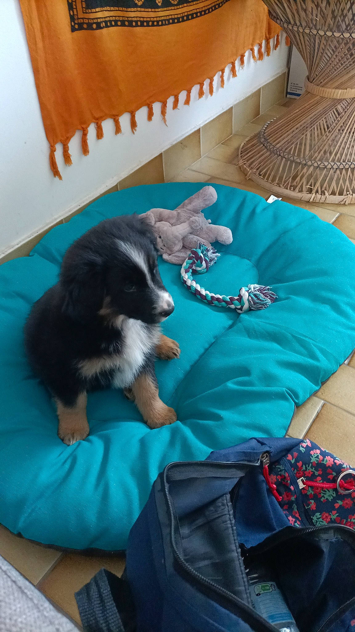 Bernie a rejoint le concours — aidez-le/la à gagner de superbes lots ! azure, backpack, bag, blue, carnivore, cat, comfort, companion_dog, dog_breed, electric_blue, felidae, fur, green, linens, luggage_and_bags, room, small_to_medium_sized_cats, sporting_group, tail, whiskers