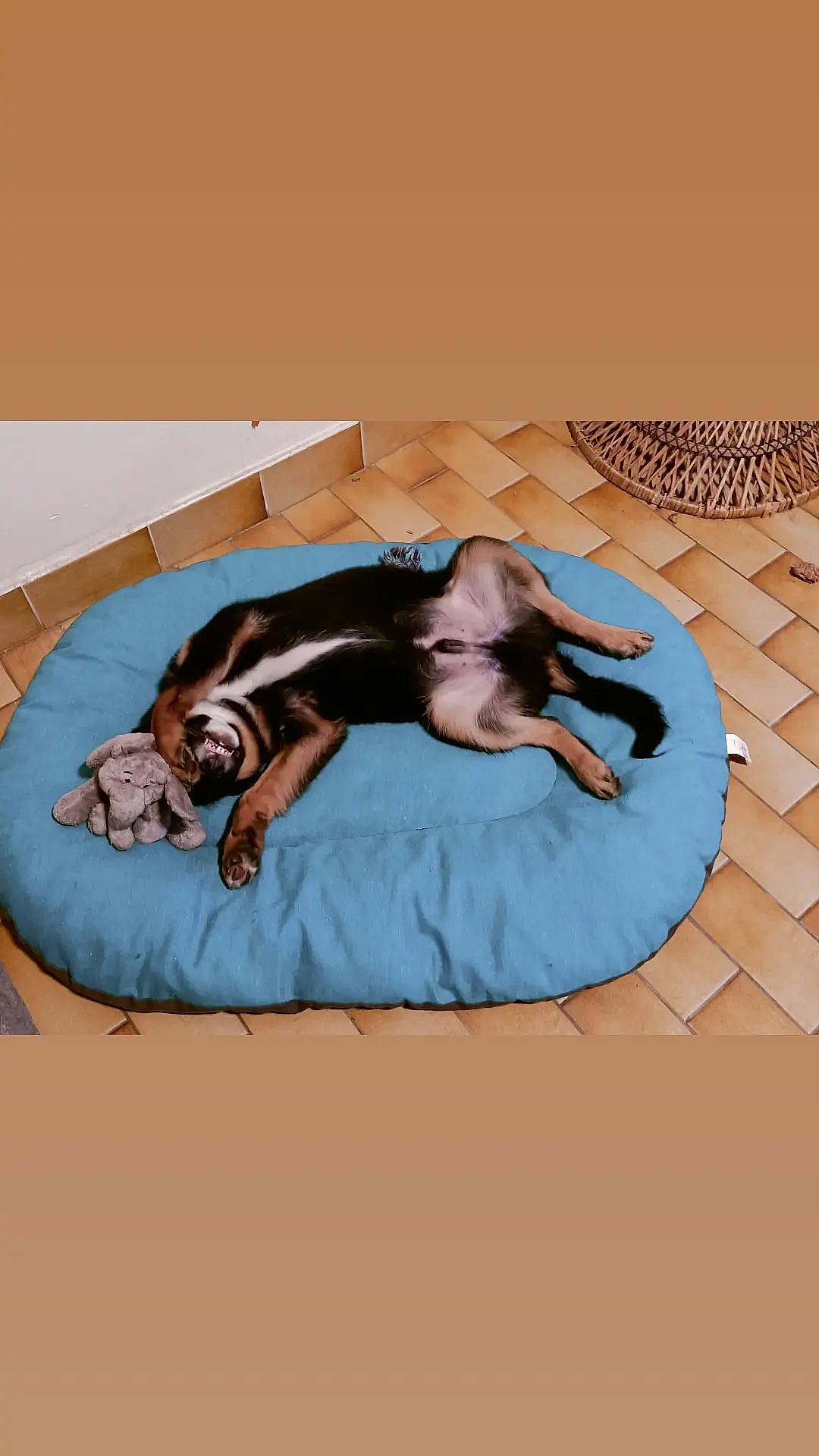 Bernie participe au concours pour gagner de l'argent avec cette photo : canidae, carnivore, comfort, companion_dog, dog, dog_bed, dog_breed, dog_supply, fawn, flooring, font, leisure, linens, nap, paw, pet_supply, sitting, sporting_group, tail, toy_dog