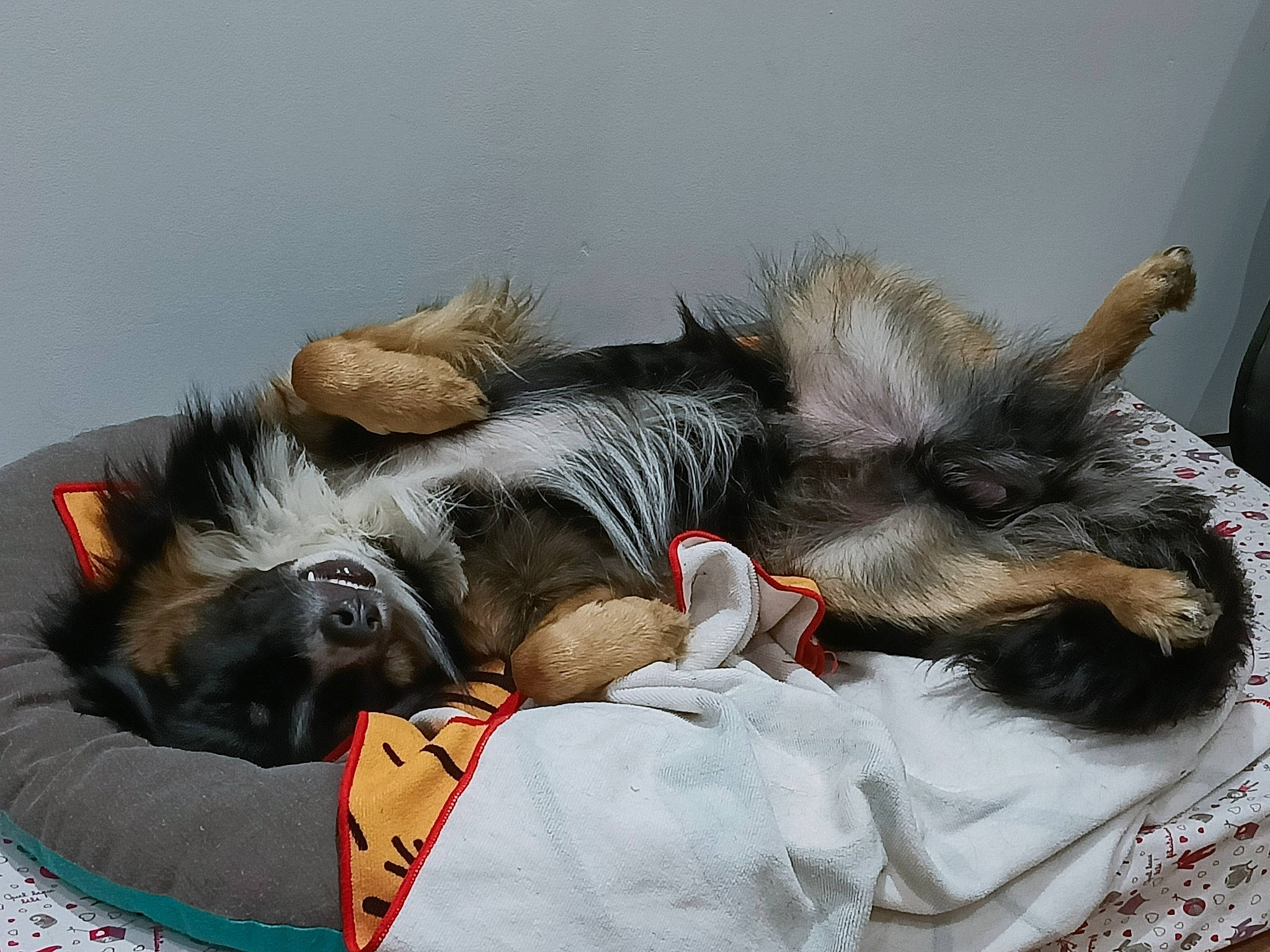 Bernie a rejoint le concours — aidez-le/la à gagner de superbes lots ! canidae, carnivore, claw, comfort, companion_dog, couch, dog_breed, domestic_short_haired_cat, felidae, fur, nap, paw, puppy, schnauzer, sleep, small_to_medium_sized_cats, snout, sporting_group, tail, whiskers