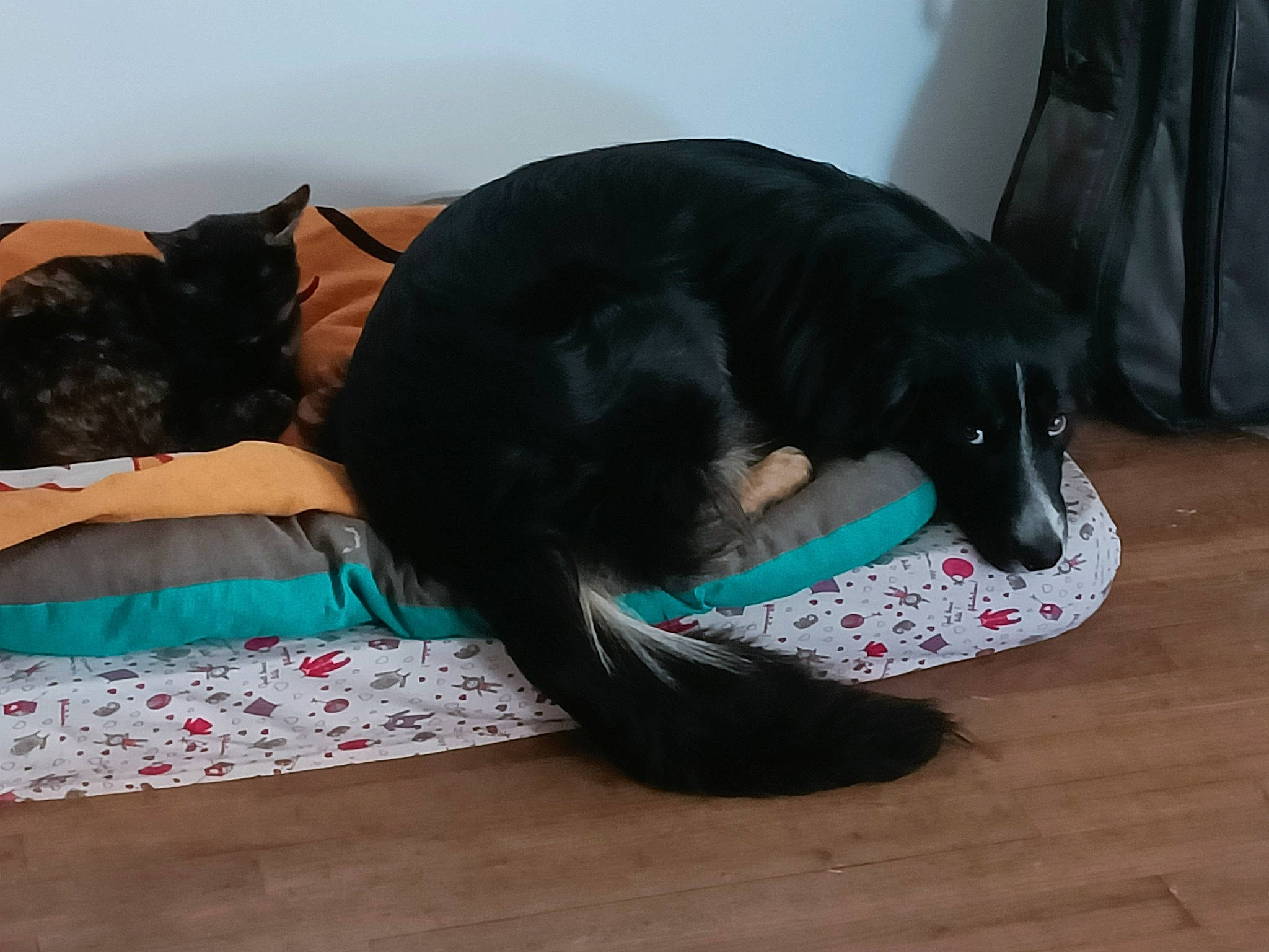 Bernie a rejoint le concours — aidez-le/la à gagner de superbes lots ! black_cat, borador, canidae, carnivore, comfort, companion_dog, dog, dog_breed, dog_supply, felidae, fur, guard_dog, hardwood, mammal, nap, pet_supply, small_to_medium_sized_cats, sporting_group, tail, whiskers