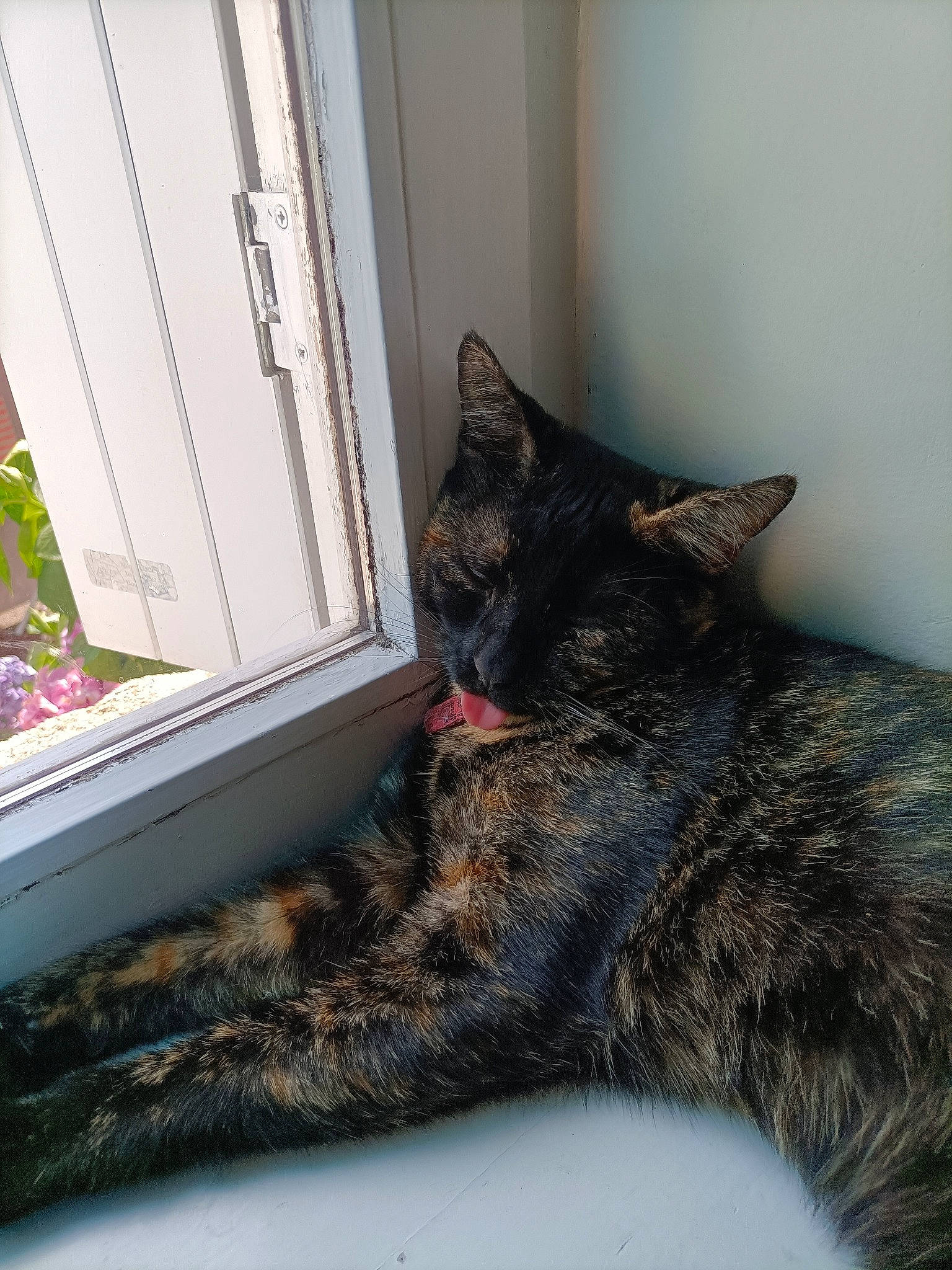 Bella a rejoint le concours — aidez-le/la à gagner de superbes lots ! carnivore, cat, cat_supply, claw, comfort, domestic_short_haired_cat, felidae, fur, grey, paw, room, sitting, small_to_medium_sized_cats, snout, tail, terrestrial_animal, tree, whiskers, window, wood