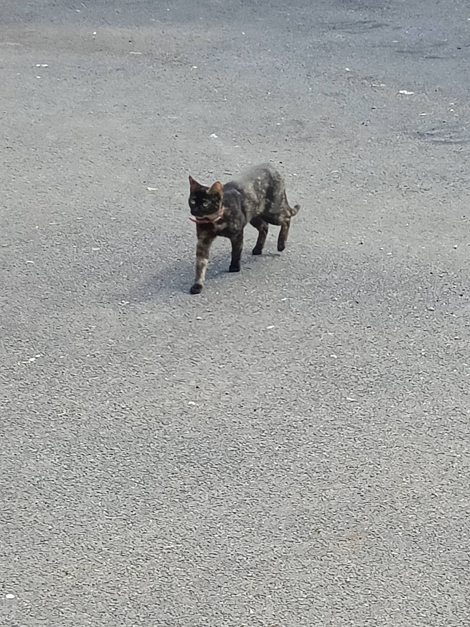 Bella participe au concours pour gagner de l'argent avec cette photo : asphalt, canidae, carnivore, cat, dog_breed, felidae, fur, grass, grey, road, road_surface, shadow, small_to_medium_sized_cats, snout, soil, sporting_group, tail, tar, terrestrial_animal, wildlife