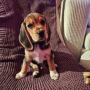 Booggy a rejoint le concours — aidez-le/la à gagner de superbes lots ! animal, beagle, blanket, chair, cozy, cute, dog, ears, fur, home, indoor, looking_up, pet, puppy, purple, sitting, small, soft, texture, young