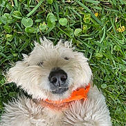 Fig is registered to the contest to win money with this photo: dog, grass, outdoor, pet, white_fur, fluffy, collar, lying_down, nature, cute, animal, relaxed, happy, close_up, summer, greenery, playful, canine, fur, adorable